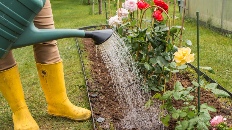A person watering rose bushes