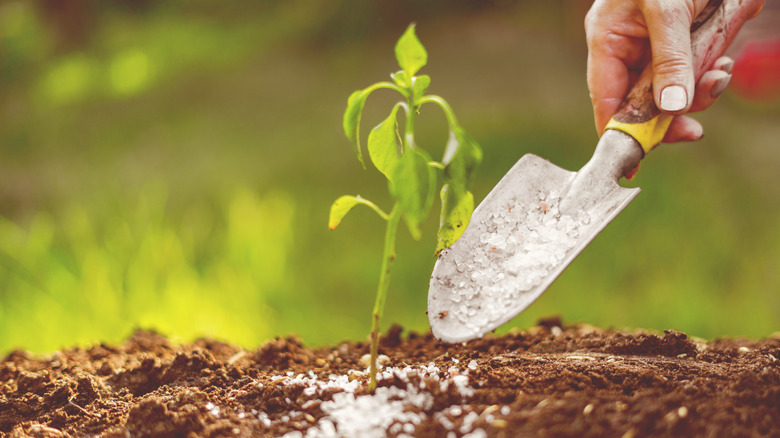Person adding epsom salt to soil
