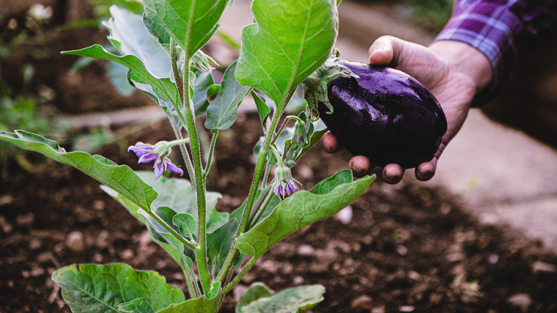 A person picking an eggplant grown in the garden