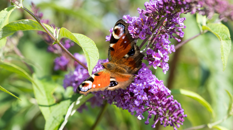 A European peacock butterfly drinks nectar from the purple blooms of a butterfly bush