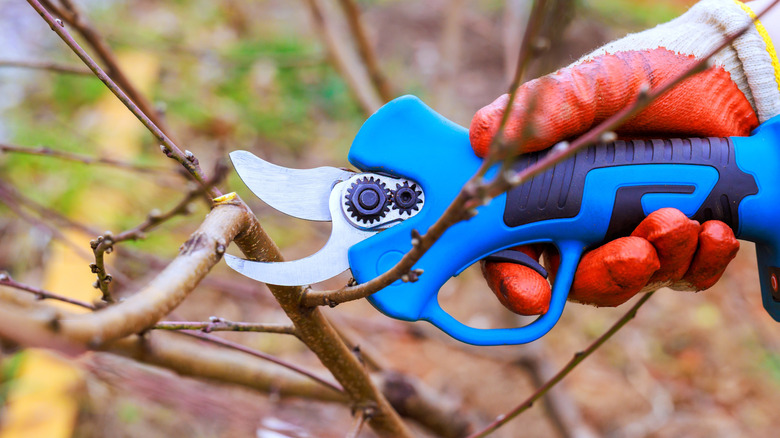 A gardener cuts into the stems of a shrub with a pruner