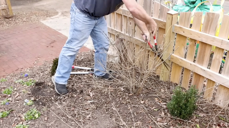 A gardener prunes a beautyberry in the spring before new growth arrives.