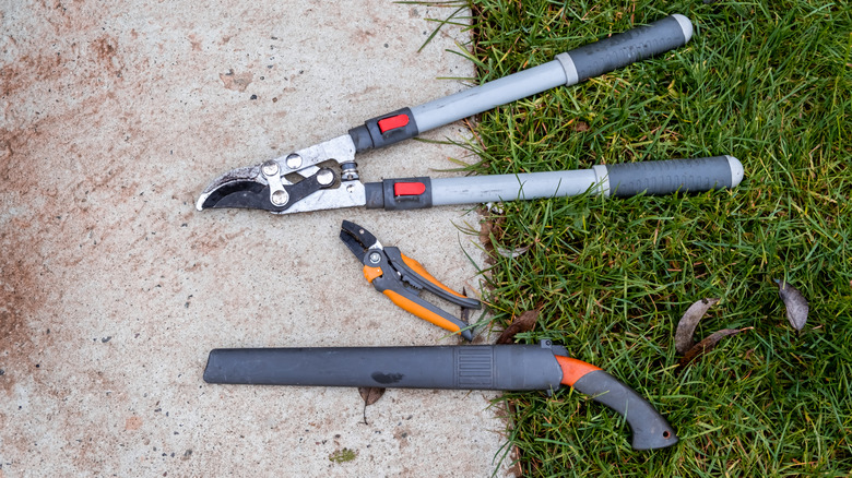 Various pruning tools lying across the border between the lawn and a concrete driveway or pathway.