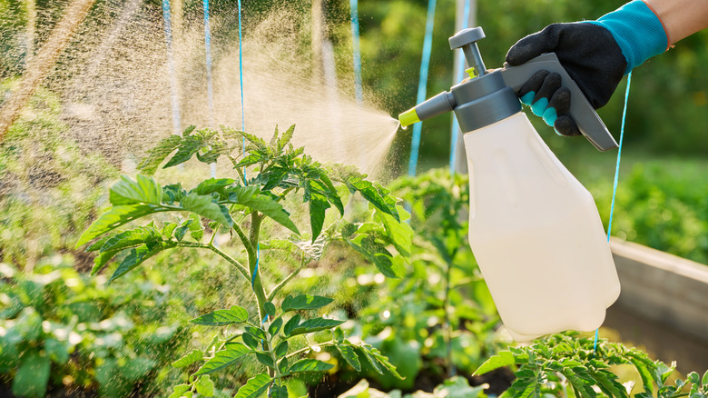 gloved hand spraying fertilizer on young tomato plants on a sunny day in a raised garden bed