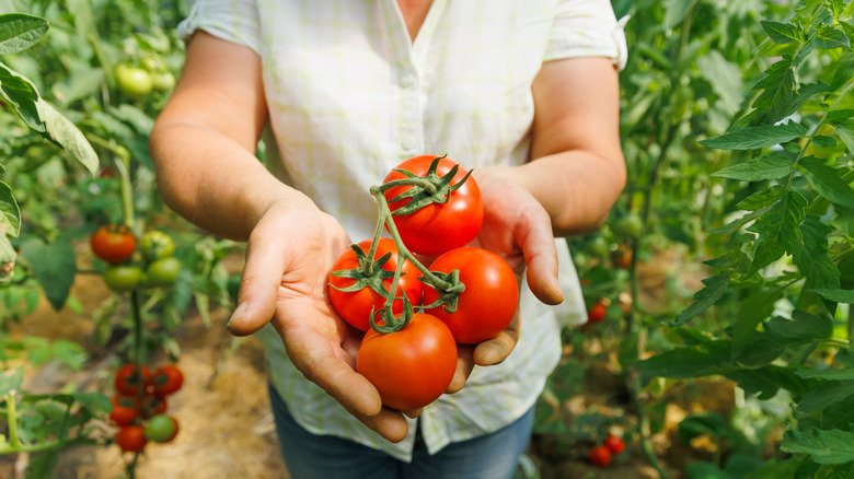 A woman holding a bunch of fresh-picked healthy tomatoes on the vine