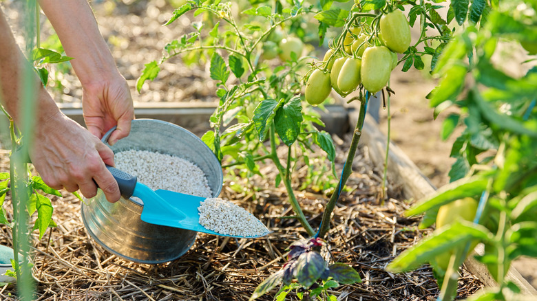 A person applying fertilizer to a tomato plant