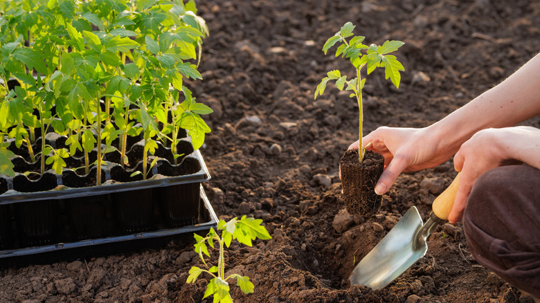 Person planting tomato seedlings.