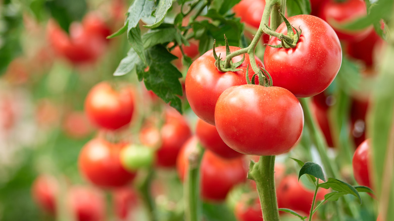 A bumper crop of tomatoes