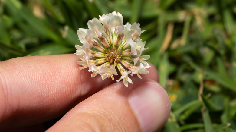 Close up of hand holding white clover