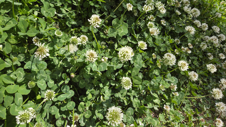 White clover growing in the garden