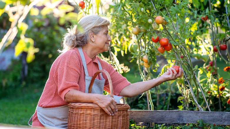 person picking fresh tomatoes from garden