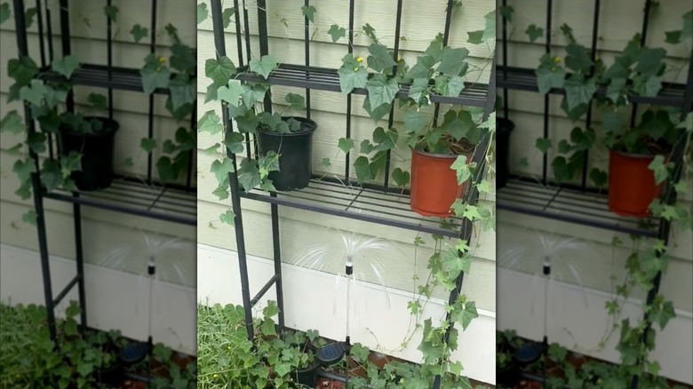 Over-the-toilet shelf used as plant stand