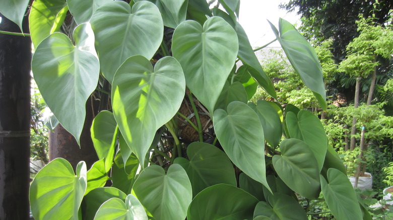 A climbing philodendron outfoors with large green heart-shaped leaves