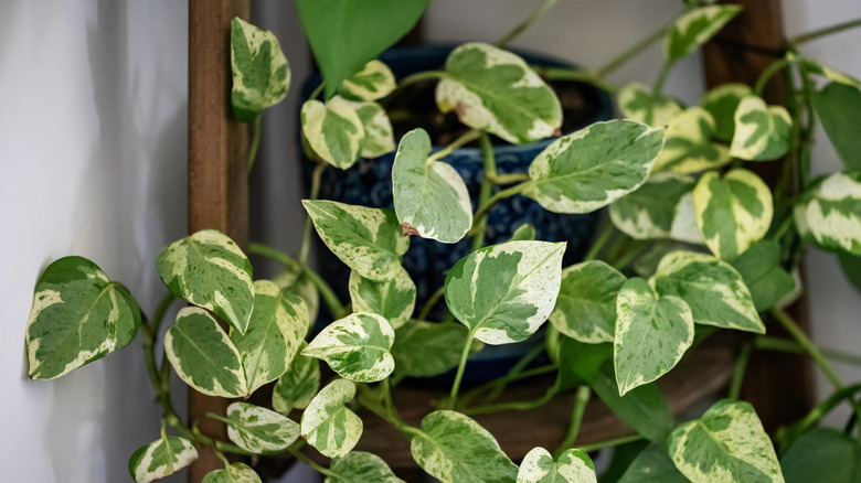 A pothos plant on a wood shelf