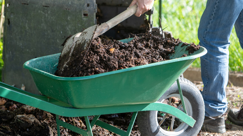 Gardener putting fresh compost in wheelbarrow