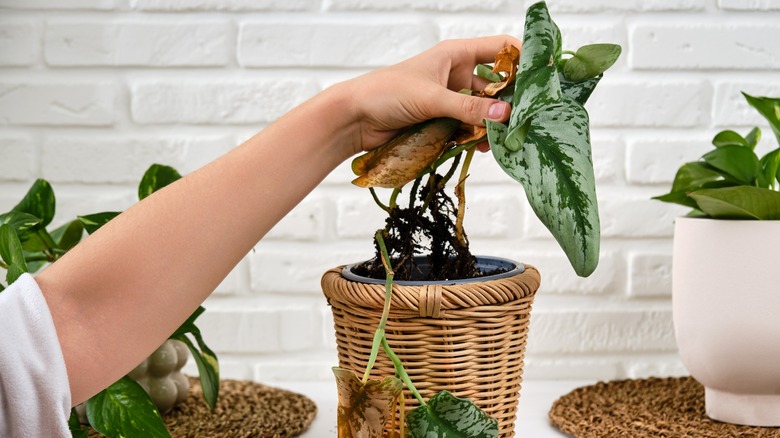 Person holding wilted plant