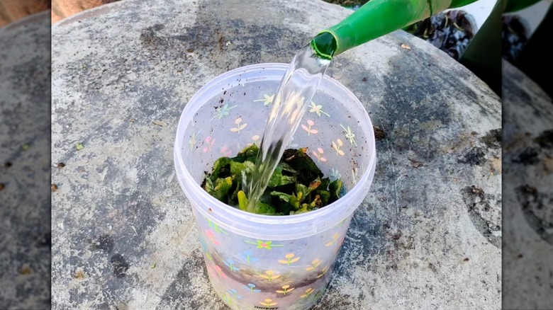 Person pouring water into a DIY garden fertilizer mixture of leaves and compost.