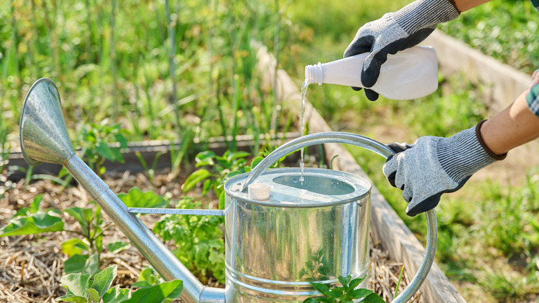 Gardener adding liquid fertilizer to a watering can in the garden.