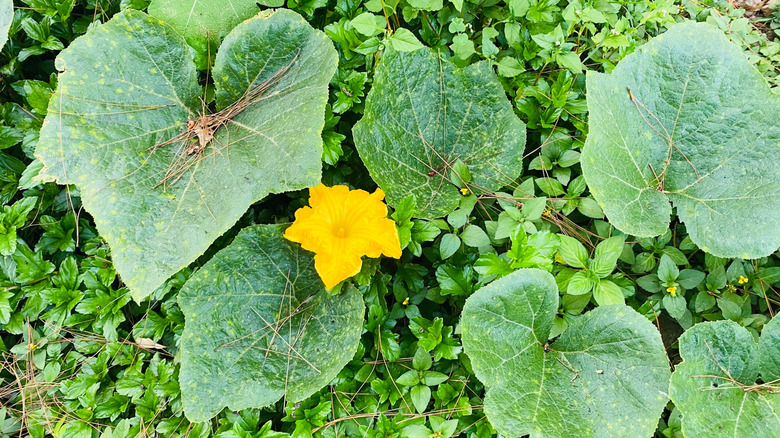 Pumpkin vine with blossom sprouting up between weeds