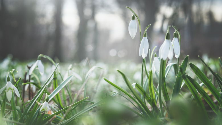 Snowdrops are shown in close-up.