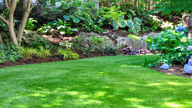 A summer woodland garden is in full bloom.