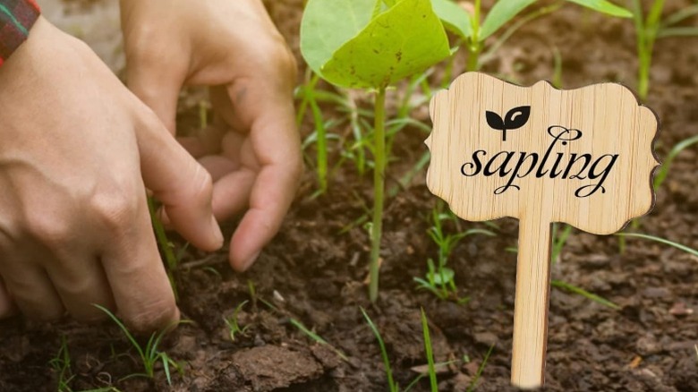 A person's hands planting in a garden bed with a bamboo plant label with the word sapling on it