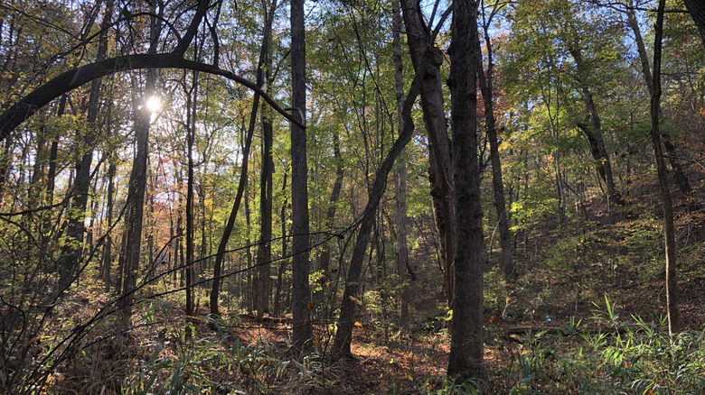 The sun sets in my wooded backyard