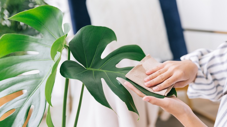 cleaning houseplant leaves with cloth 