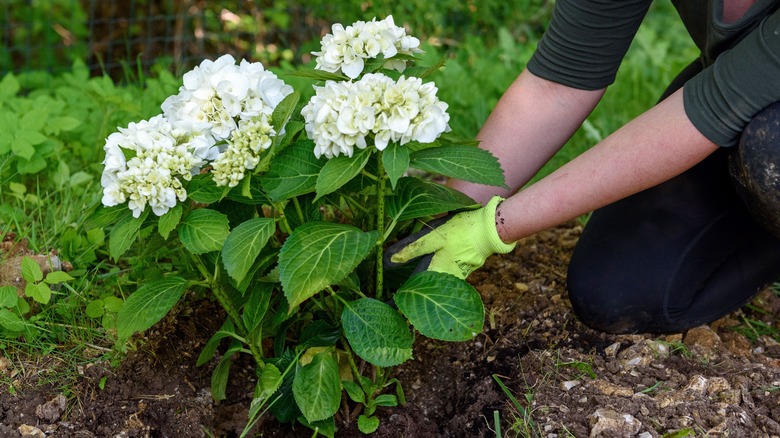 gardener planting hydrangea