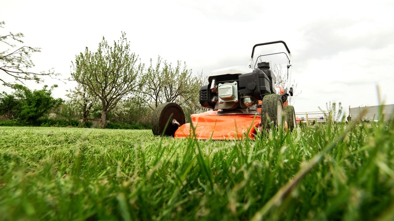 orange electric lawn mower on freshly mowed lawn