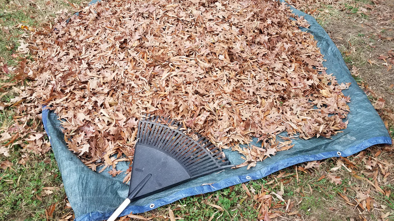 pile of leaves on a tarp