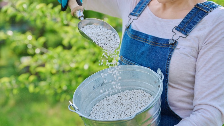 Someone holding a bucket of granular iron fertilizer.