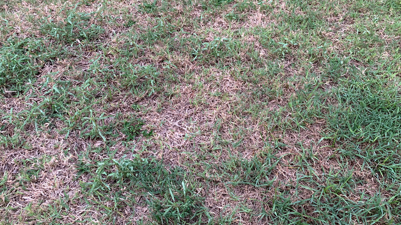 A overhead view of a brown lawn with dead patches mixed around.
