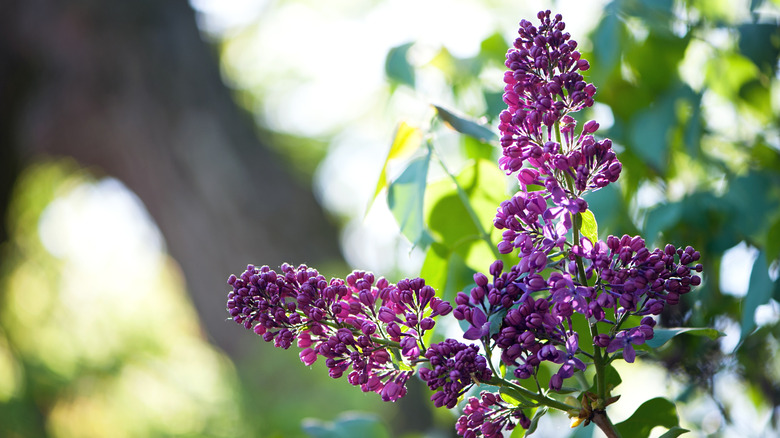 Close up of lilac bush