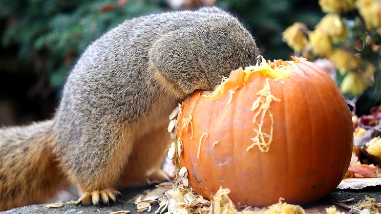 squirrel eating pumpkin from top