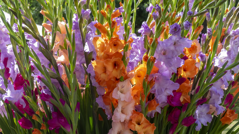 Cluster of gladiolus