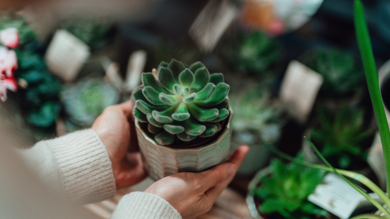 Woman holding a potted succulent
