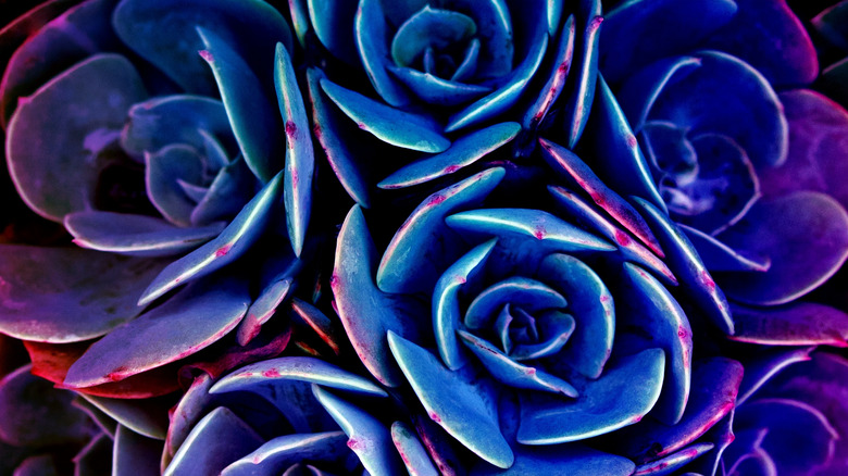 A close up of glow in the dark succulents