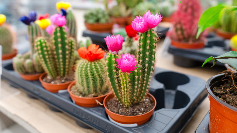 Cacti in a store with pink and red flowers.