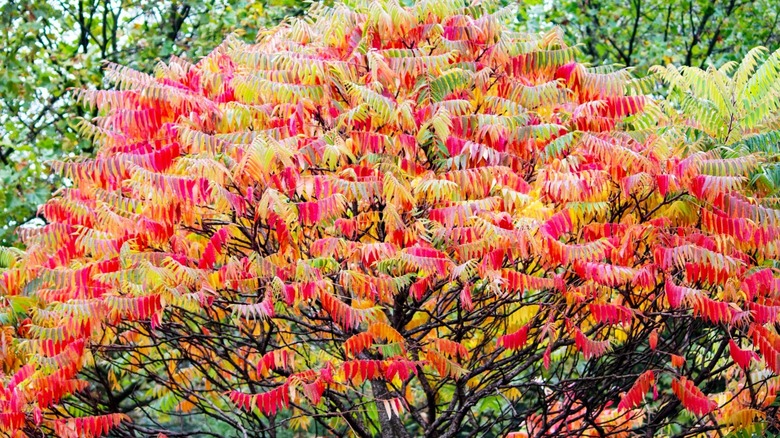 Fragrant sumac bush in landscape 