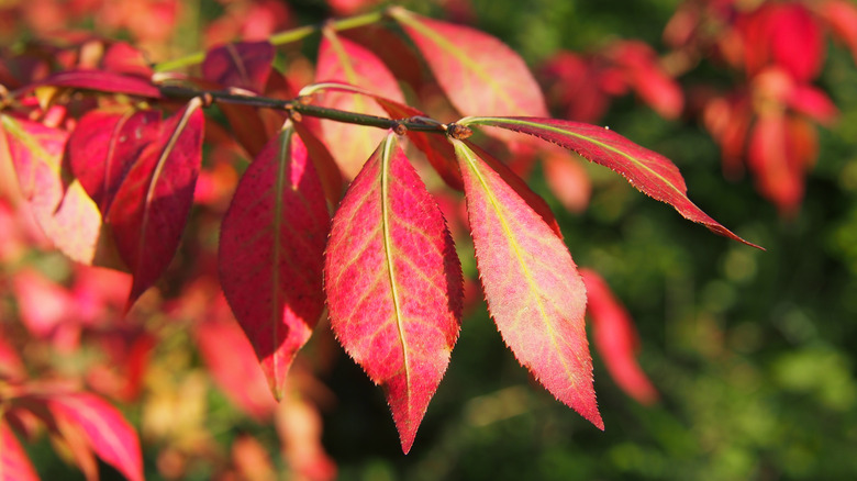 burning bush color-changing leaves