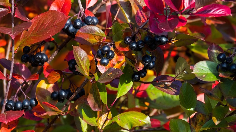 Red chokeberry bush and chokeberries 
