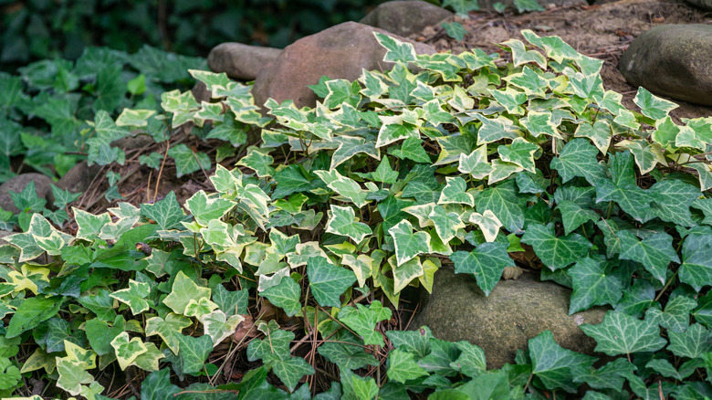 English ivy on a fence