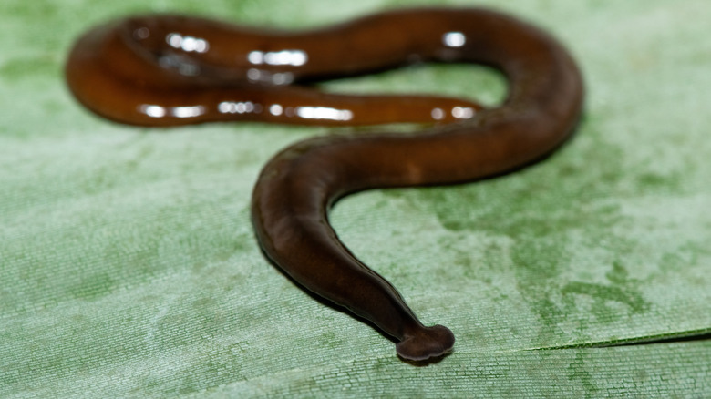 Hammerhead worm appears on a leaf.