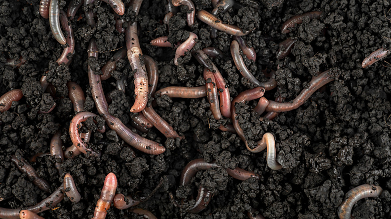 Earthworms in moist, dark soil