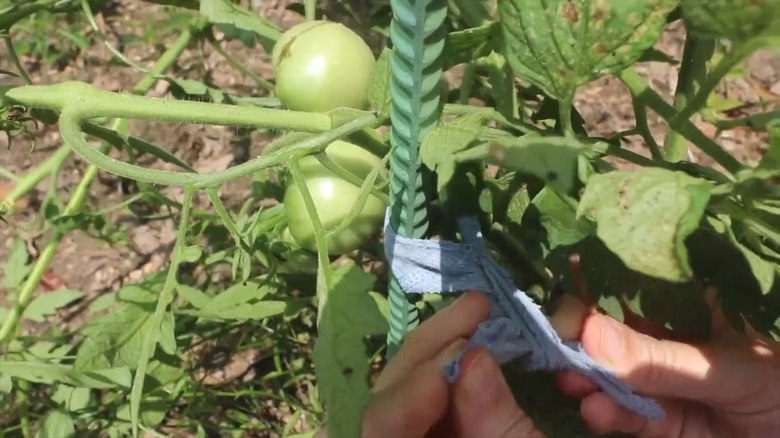 woman tying plant to rebar