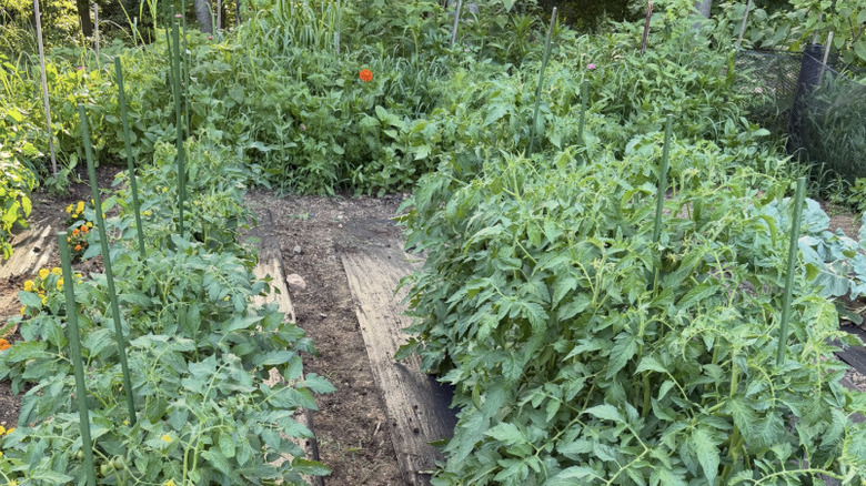 tomato plants staked with fiberglass