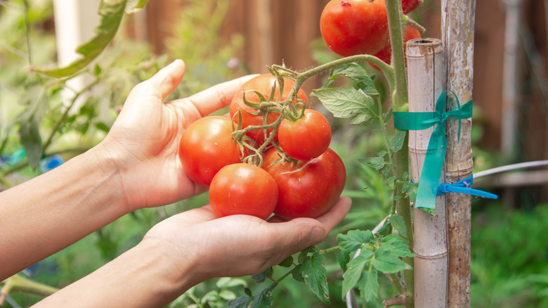 Lady hands holding cluster of tomatoes ripen on vine branches with bamboo stakes