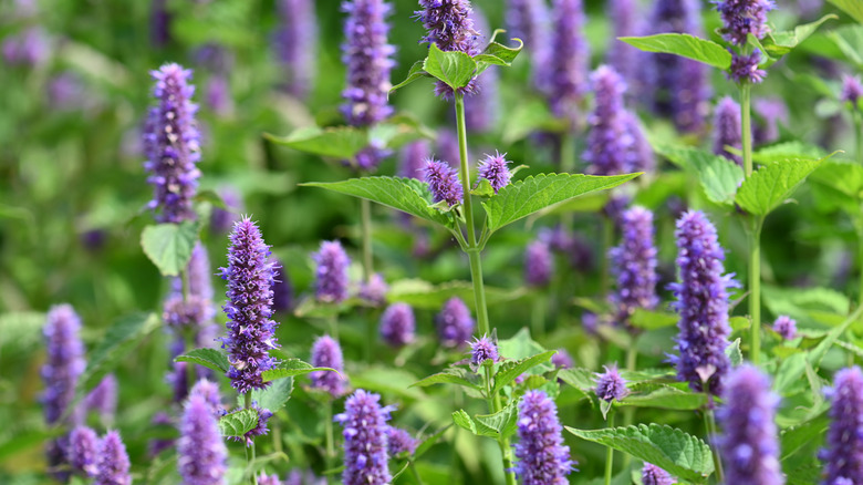 close up of hyssop flowers