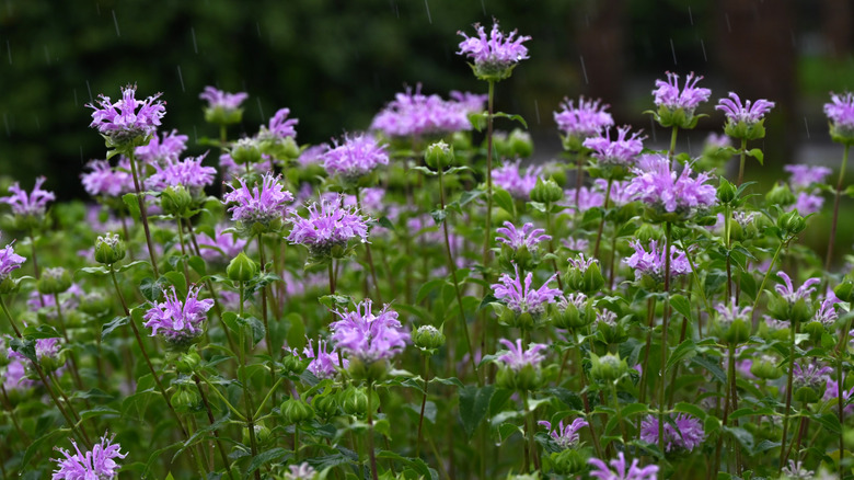 close up of wild bergamot bee balm